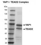 Recombinant YAP1 / TEAD2 protein gel
