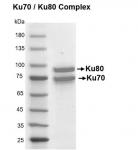 Recombinant Ku70 / Ku80 protein gel
