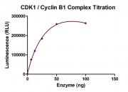 ADP-Glo Assay for CDK1/Cyclin B1 Complex activity