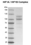 Recombinant HIF1A / HIF1B protein gel