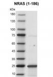 Recombinant NRAS (1-186) protein gel