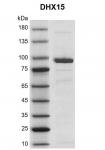Recombinant DHX15  protein gel