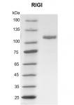 Recombinant RIGI protein gel