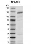 Recombinant NFATC1 protein gel