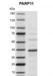 PARP11 Coomassie gel