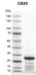 Recombinant CBX5 protein gel
