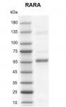 Recombinant RARA protein gel