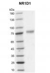 Recombinant NR1D1 protein gel