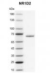 Recombinant NR1D2 protein gel