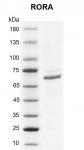 Recombinant RORA protein gel
