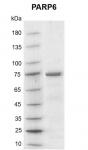 Recombinant PARP6 protein gel
