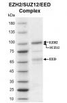 Recombinant EZH2/SUZ12/EED protein gel