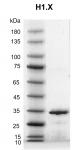 Recombinant H1.X protein gel