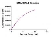 ADP-Glo Assay for SMARCAL1 activity.