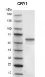Recombinant CRY1 protein
