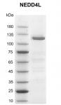 Recombinant NEDD4L protein gel