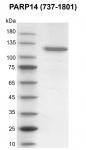 Recombinant PARP14 (737-1801) protein gel