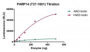 ELISA Assay for PARP17 (737-1801) activity.