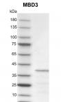 Recombinant MBD3 protein gel