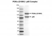 Recombinant PI3Kα protein gel