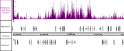 AbFlex<sup>&reg;</sup> Histone H4K20me3 antibody (rAb) tested by ChIP-Seq.