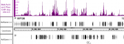 AbFlex<sup>®</sup> RNA pol II CTD phospho Ser2 antibody (rAb) tested by ChIP-Seq.