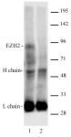 AbFlex<sup>&reg;</sup> EZH2 antibody (rAb) tested by immunoprecipitation.