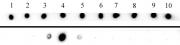 AbFlex<sup>&reg;</sup> Histone H3K27me3 antibody (rAb) tested by dot blot analysis.