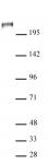 AbFlex<sup>®</sup> TET1 antibody (rAb) tested by Western blot.