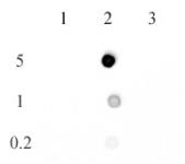 AbFlex<sup>&reg;</sup> 5-methylcytosine antibody (rAb) tested by dot blot analysis.