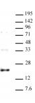 AbFlex<sup>&reg;</sup> Histone H3.3 (rAb) tested by Western Blot.