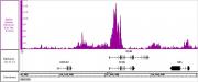 AbFlex<sup>®</sup> Histone H3K27ac antibody (rAb) tested by ChIP-Seq.