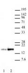 AbFlex<sup>®</sup> Histone H3K27ac antibody (rAb) tested by Western blot.
