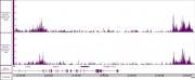 AbFlex® Histone H3K27ac  recombinant antibody (rAb) tested by CUT&RUN