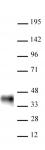 AbFlex<sup>&reg;</sup> BMI-1 antibody (rAb) tested by Western blot.