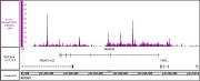 AbFlex<sup>®</sup> MITF antibody (rAb) tested by ChIP-Seq.