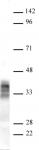 AbFlex<sup>&reg;</sup> Pim2 antibody (rAb) tested by Western blot.