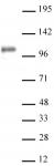 AbFlex<sup>&reg;</sup> Notch1 antibody (rAb) tested by Western blot.