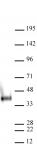 AbFlex<sup>&reg;</sup> Nanog antibody (rAb) tested by Western blot.
