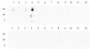 Histone H3K4me3 specificity tested by peptide array analysis.
