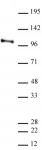 AbFlex<sup>&reg;</sup> CHD3 antibody (rAb) tested by Western blot.