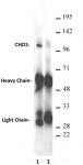 AbFlex<sup>&reg;</sup> CHD3 antibody (rAb) tested by immunoprecipitation.