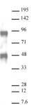AbFlex<sup>&reg;</sup> Bcl6 antibody (rAb) tested by Western blot.