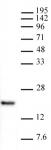 AbFlex<sup>&reg;</sup> Histone H3K4me1 antibody (rAb) tested by Western blot.