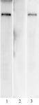SARS-CoV-2 Spike Antibody (AM004414) tested by Western blot.