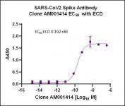 AbFlex SARS-CoV-2 Spike Antibody (rAb) (AM001414) tested by ELISA using SARS Spike protein ECD.