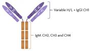 SARS-CoV-2 Spike IgG/IgM antibody structure