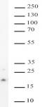 AbFlex<sup>®</sup> Histone H3K4me1 antibody (rAb) tested by Western blot.