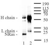 AbFlex<sup>®</sup> NRAS antibody (rAb) tested by immunoprecipitation.