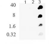 AbFlex<sup>®</sup> NRAS antibody (rAb) tested by dot blot analysis.